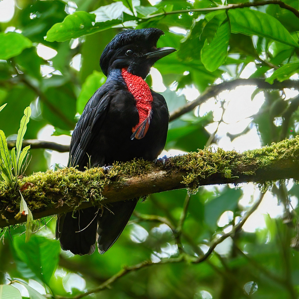 Bare-necked Umbrellabird (Cephalopterus glabricollis) photo