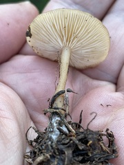 Pseudoomphalina intermedia