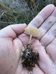 Pseudoomphalina intermedia