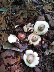 Geastrum morganii