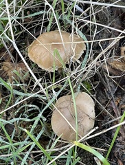 Pseudoomphalina intermedia