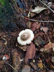 Geastrum morganii