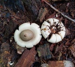 Geastrum morganii