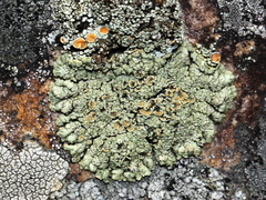 Rhizoplaca opiniconensis