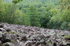 Rhizoplaca opiniconensis