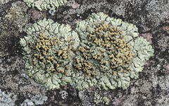 Rhizoplaca opiniconensis