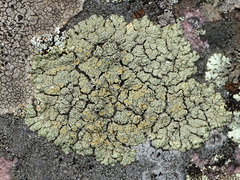 Rhizoplaca opiniconensis