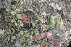 Rhizoplaca opiniconensis