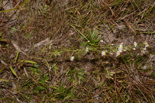 Image of Symphyotrichum estesii by (c) Brian Finzel, some rights reserved (CC BY-SA)