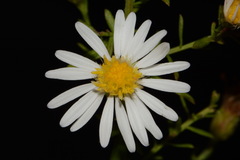 Symphyotrichum estesii