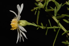 Symphyotrichum estesii