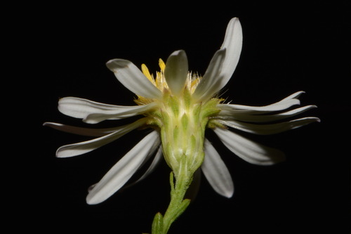 Image of May Prairie Aster (Symphyotrichum estesii) by (c) Brian Finzel, some rights reserved (CC BY-SA)