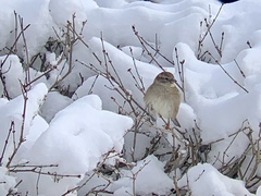 Passer domesticus