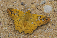 Myscelus amystis epigona