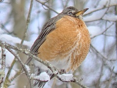 Turdus migratorius