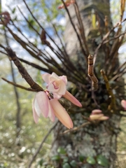 Dendrobium moniliforme