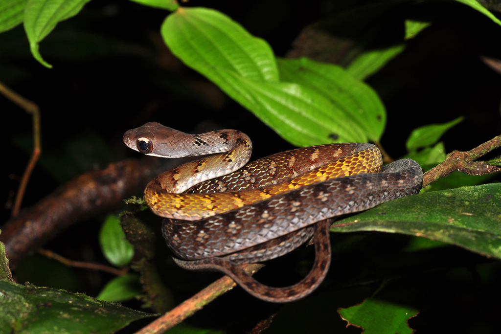Olive Forest Racer (Dendrophidion dendrophis) - Snakes and Lizards