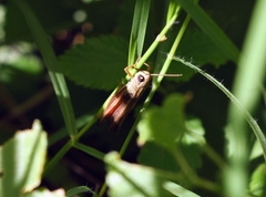 Amblytropidia australis