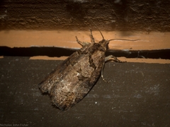 Cryptoptila immersana