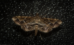 Merodictya marmorata