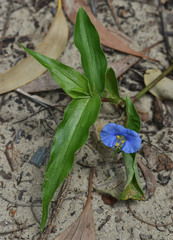 Commelina ensifolia