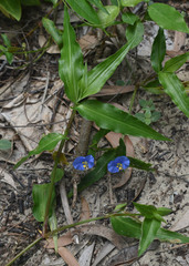 Commelina ensifolia