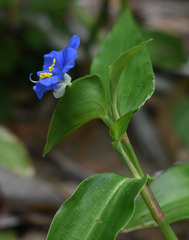 Commelina ensifolia