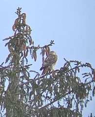 Buteo jamaicensis