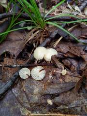 Marasmius delectans
