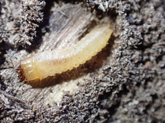 Synchroidae