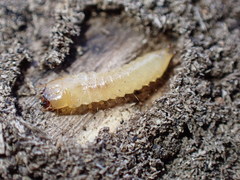 Synchroidae