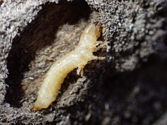 Synchroidae