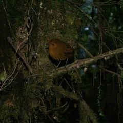 Grallaria saturata