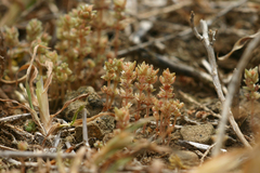 Crassula campestris
