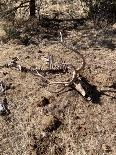 American Elk photographed in New Mexico
