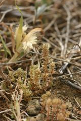 Crassula campestris