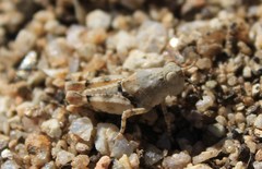 Cibolacris parviceps