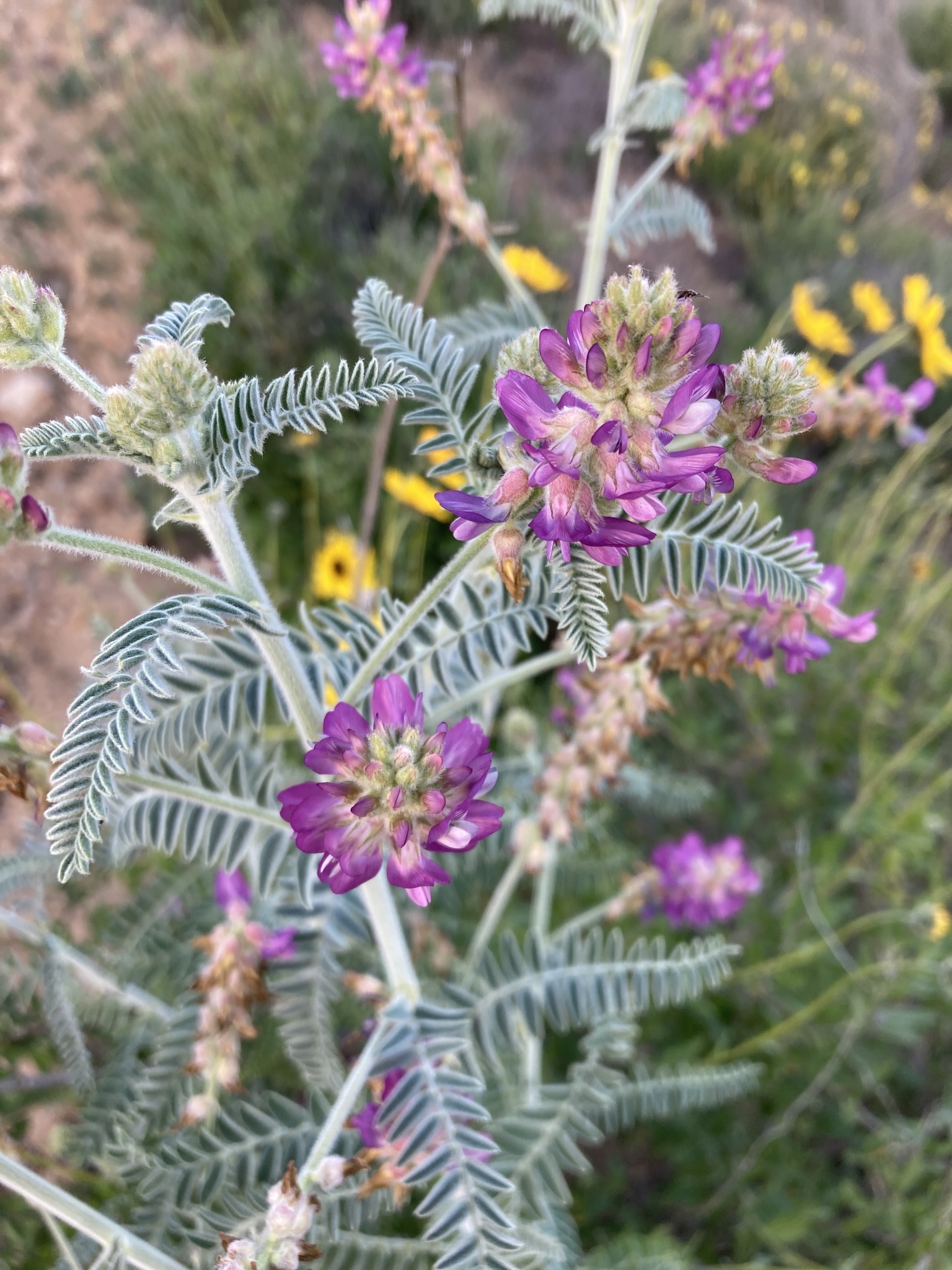 Astragalus brauntonii