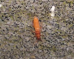 Incisitermes snyderi