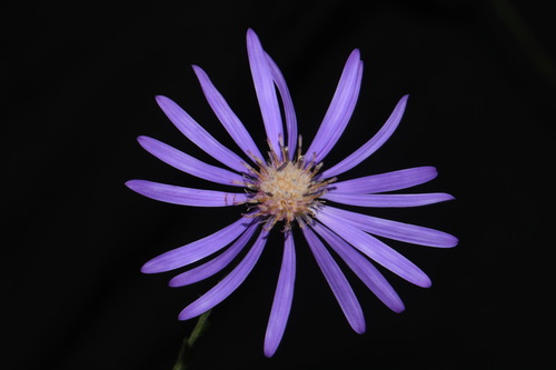 Image of Symphyotrichum georgianum by (c) Brian Finzel, some rights reserved (CC BY-SA)
