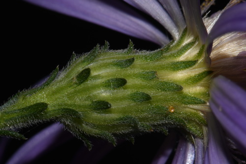 Image of Symphyotrichum georgianum by (c) Brian Finzel, some rights reserved (CC BY-SA)