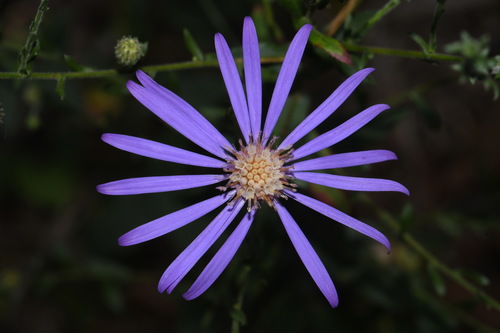 Image of Symphyotrichum georgianum by (c) Brian Finzel, some rights reserved (CC BY-SA)