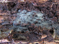 Byssocorticium pulchrum