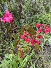 Begonia bracteosa
