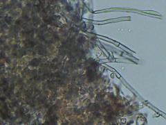 Byssocorticium pulchrum