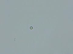 Byssocorticium pulchrum