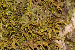Nematocampa resistaria