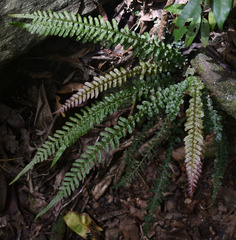 Blechnum parrisiae