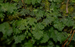 Trichomanes bipunctatum