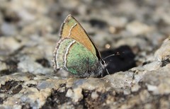 Callophrys mcfarlandi